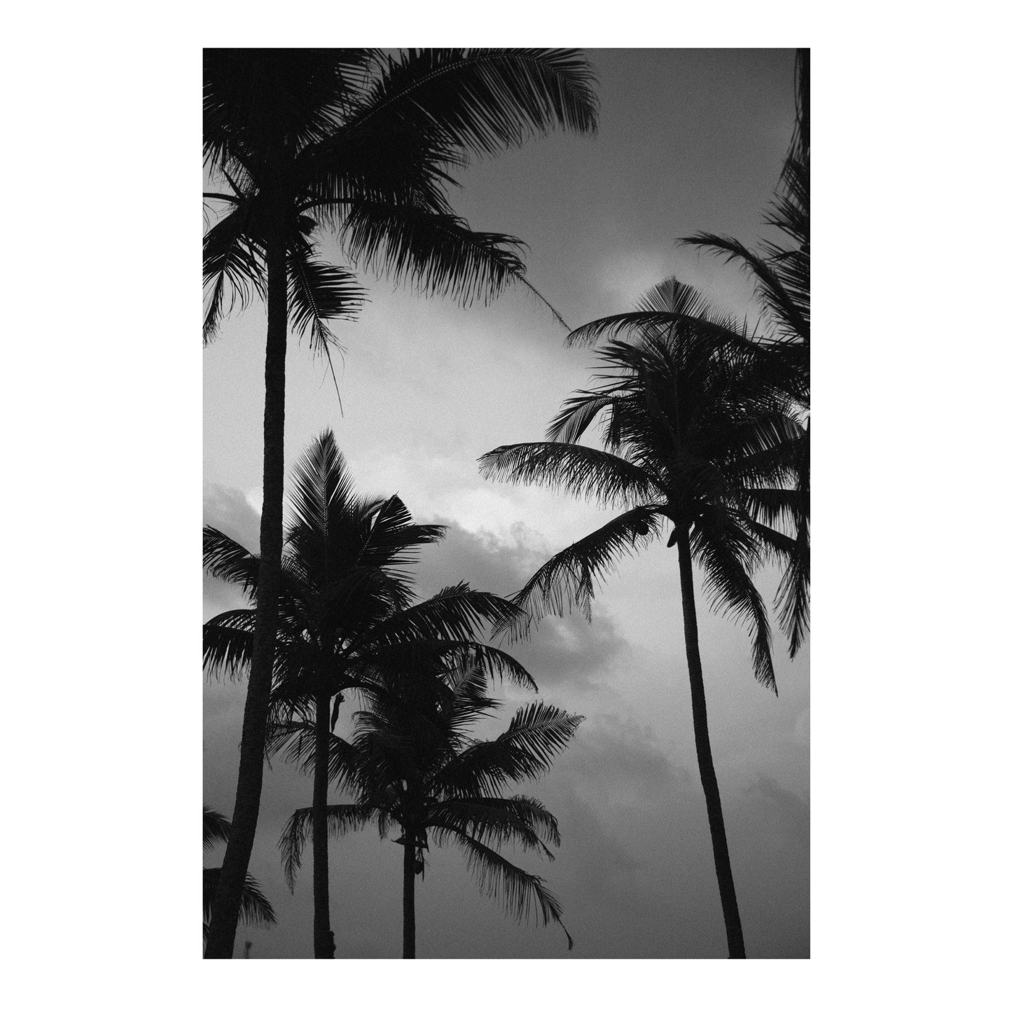 Palm Tree Print 2, Black and White Prints, Black Abstract Art, Black Gallery Wall, Palm Tree Print, Palm Tree Wall Art, Tropical Art